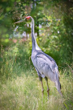 bir tarlada ikinci kuşa