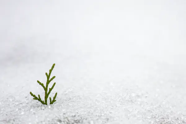 Bir ardıç dalının tek ucu, buzlu karın tepesini delip geçiyor.