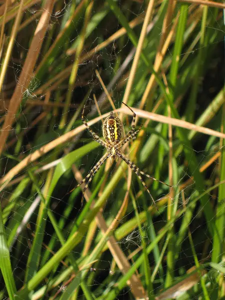 Bahçe örümcek web