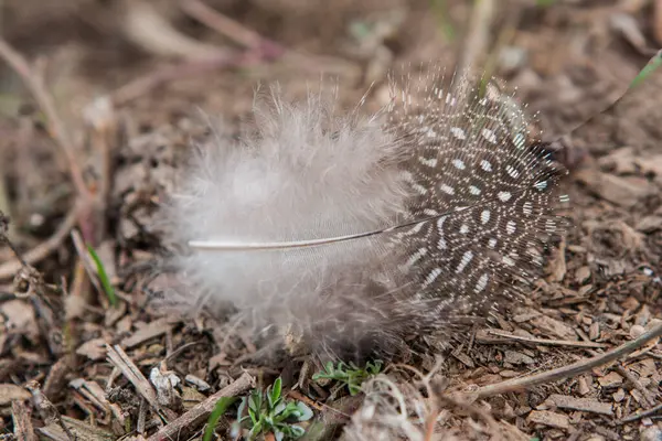 Üzerinde noktalı detaylar olan tüylü bir tüy.