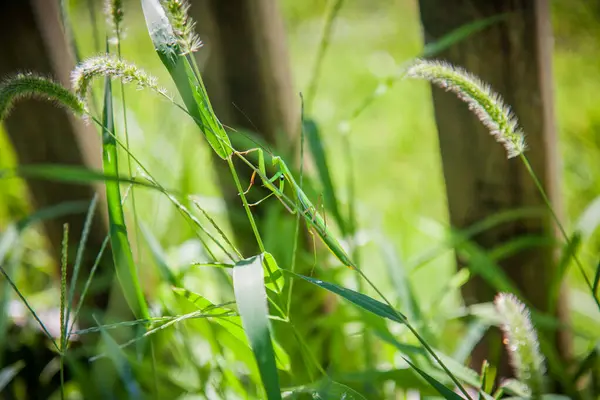 Küçük yeşil peygamber devesi vahşi otların üzerinde avlanıyor.