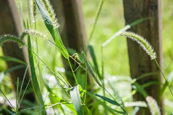 Küçük yeşil peygamber devesi vahşi otların üzerinde avlanıyor.