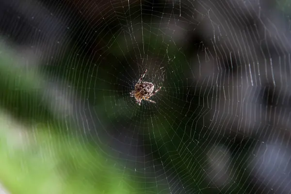 İyi inşa edilmiş dairesel ağın ortasında küçük bir örümcek