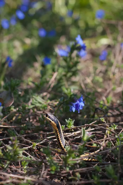 Ormanda yaprakların arasından süzülen bir yılanın başı.