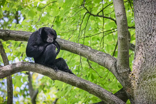 maymun bir dalda tek başına oturuyor.