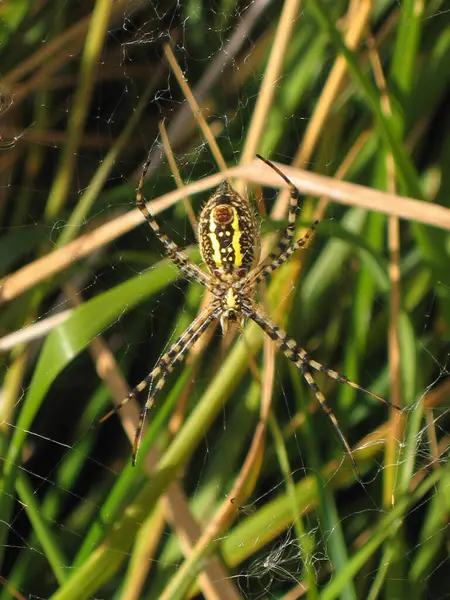 Bahçe örümceği bir ağ üzerinde