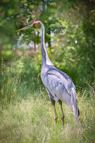 bir tarlada ikinci kuşa