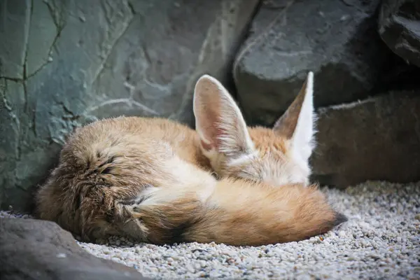 Küçük tüylü Fennec Fox, kuyruğunu kıstırıp uyuyor.