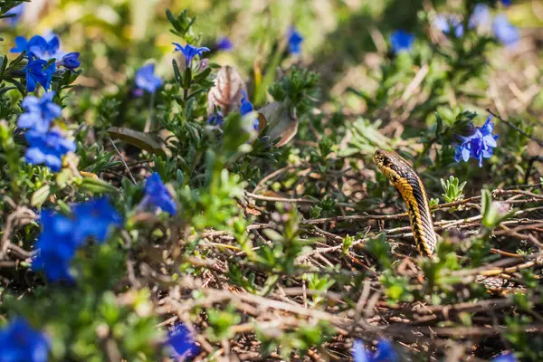 Ormanda yaprakların arasından süzülen bir yılanın başı.