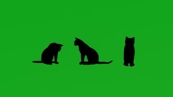 Gato Doméstico Tela Verde Andando Com Visualizações Diferentes — Vídeo de Stock