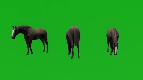 Αγωνιστικά Μαύρο Άλογο Πράσινη Οθόνη Στέκεται Στο Έδαφος Διαφορετικές Απόψεις — Αρχείο Βίντεο