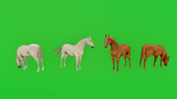 Animation Brun Och Vit Häst Grön Skärm Kromnyckel Isolerad Visuell — Stockvideo