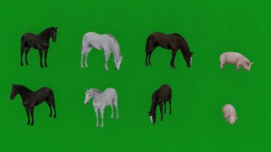Birkaç farklı siyah beyaz atın üç boyutlu yeşil ekranda yemek yemesi...