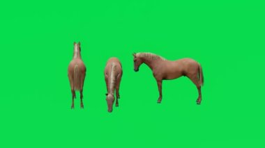 Üç boyutlu animasyon üç vahşi at hayvanı yeşil ekran yiyor ve yüksek kalitede Chromakey 4K görüntüleme efektleri