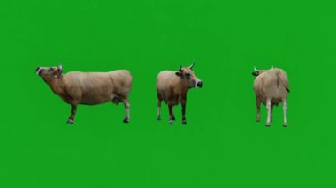 Üç boyutlu animasyon üç vahşi inek yeşil ekran yiyor ve yürüyen kromakey 4k süper yüksek kaliteli sunum efektleri