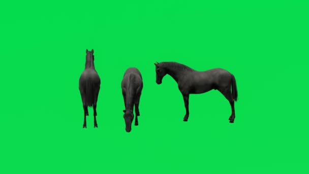 3Dアニメーション3未知の若い馬の動物緑の画面を食べ 超高品質のChromakey 4Kレンダリング効果を歩く — ストック動画