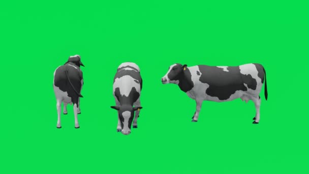 Animation Τρία Καθαρόαιμα Αγελάδες Γαλακτοπαραγωγής Πράσινη Οθόνη Τρώγοντας Και Περπατώντας — Αρχείο Βίντεο