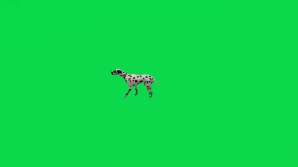 Animação Guarda Cão Tela Verde Cuidando Andando Ultra Alta Qualidade — Vídeo de Stock