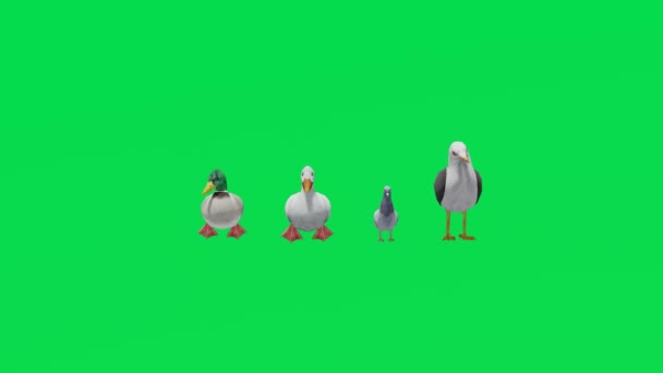 Animazione Diversi Uccelli Marini Urbani Schermo Verde Mangiare Camminare Ultra — Video Stock