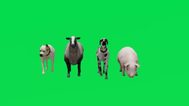3Dアニメーション画像羊や犬や豚の緑の画面食べると超高品質のクロマキー4Kレンダリングを歩く — ストック動画