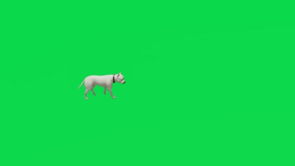 Animação Cão Estimação Tela Verde Protegendo Andando Efeitos Renderização Chromakey — Vídeo de Stock