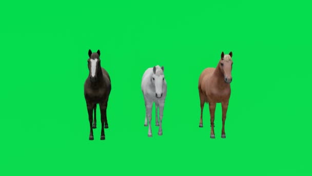 Анимации Три Различных Скаковых Лошадей Зеленый Экран Едят Ходьба Ультра — стоковое видео