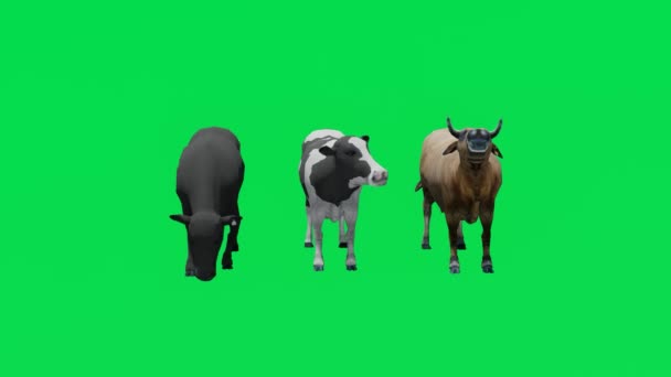 Animation Τρία Διαφορετικά Αρμέγοντας Αγελάδες Πράσινο Οθόνη Τρώει Και Περπατώντας — Αρχείο Βίντεο