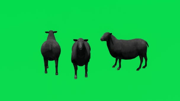 Animation Τρία Μαύρα Πρόβατα Γάλα Πράσινη Οθόνη Τρώει Και Περπάτημα — Αρχείο Βίντεο