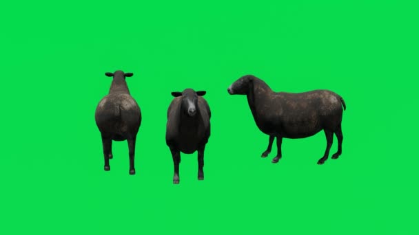 Animation Τρία Καφέ Εγχώρια Πρόβατα Πράσινο Οθόνη Τρώει Και Περπάτημα — Αρχείο Βίντεο