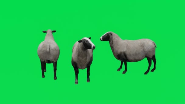 3Dアニメーション3頭の羊動物緑の画面を食べ 超高品質のChromakey 4Kレンダリングエフェクトを歩く — ストック動画