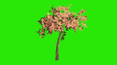 3d ağaç fantezi yeşil ekran 3d canlandırma