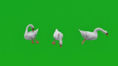 Anatidae ördekleri suyun üzerinde üç farklı açıyla yürürler yeşil ekran 3D gerçekçi 3D hayvan görüntüler izole edilmiş yeşil ekran tam 1080
