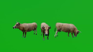 Boynuzlu inekler üç farklı açıdan yiyorlar yeşil ekran 3D gerçekçi 3D hayvan izole edilmiş yeşil ekran 1080