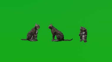 Kara kedi dinleniyor ve üç farklı açıyla oynuyor. Yeşil ekran 3 boyutlu gerçekçi 3 boyutlu hayvan izole edilmiş yeşil ekran 1080.