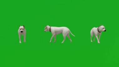 Yakalı beyaz köpek üç farklı açıyla yürüyor yeşil ekran 3D gerçekçi 3D hayvan izole edilmiş yeşil ekran tam 1080