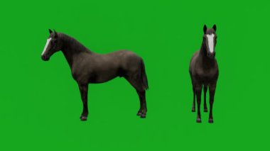 Yeşil ekranda iki farklı açıdan yiyen üç boyutlu siyah at.