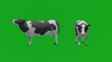 Siyah ve beyaz inekler iki farklı manzaralı yeşil ekran yiyor.