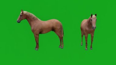 Kahverengi at yeşil ekranda, iki farklı manzaralı.