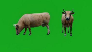 kahverengi inek iki farklı görünümlü yeşil ekran yiyor