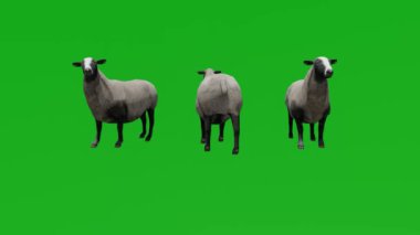 Üç boyutlu yerel koyun yeşil ekranı üç farklı görünümle tarlayı yiyor