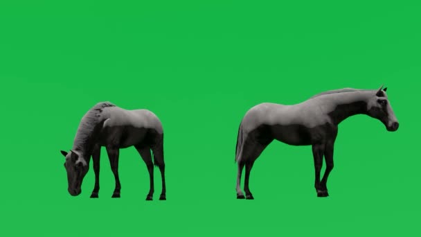 Animacja Czarny Koń Zielony Ekran Chroma Klucz Izolacja Efekt Wizualny — Wideo stockowe