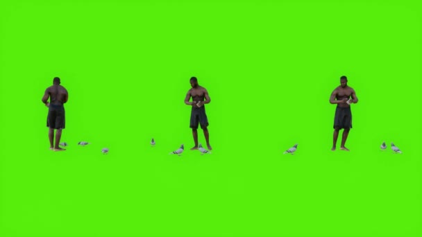 Een Zwarte Man Voeden Vogels Groen Scherm Full — Stockvideo