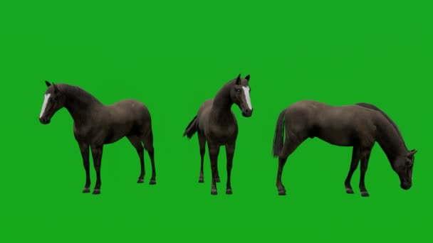 Animacja Brązowy Koń Zielony Ekran Chroma Klucz Izolowany Efekt Wizualny — Wideo stockowe