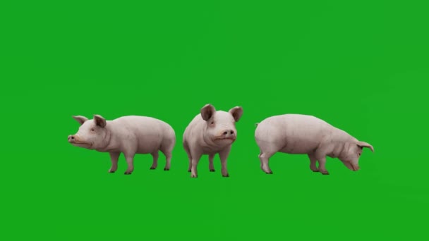 Свині Їдять Фермі Трьох Різних Кутів Зеленого Екрану Рендеринга Реалістичний — стокове відео