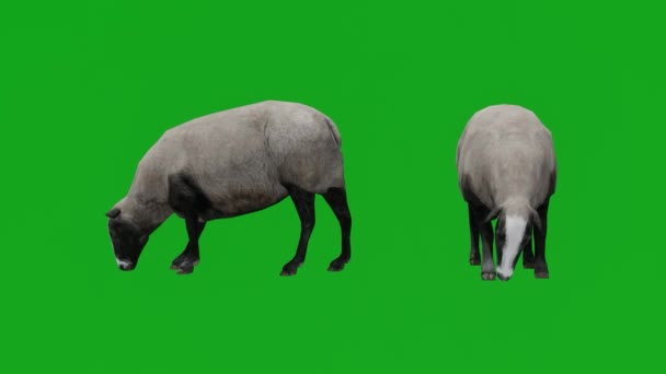 Белая Овца Ест Зеленый Экран Различными Видами — стоковое видео