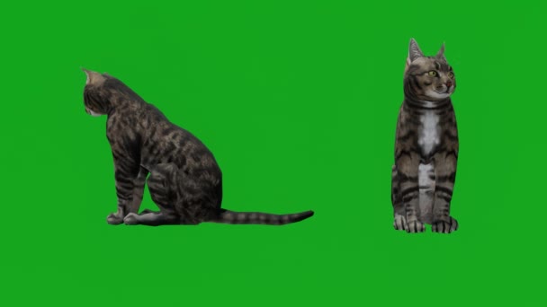 Mooie Kat Verschillende Hoeken Het Groene Scherm — Stockvideo