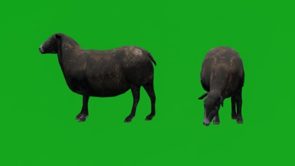 黑羊两个不同角度的绿色屏幕 — 图库视频影像