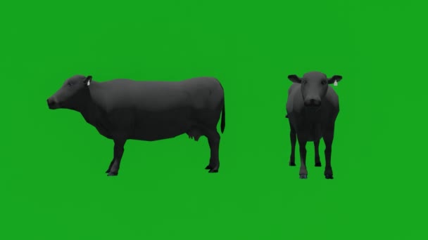 Μαύρη Αγελάδα Τρώει Πράσινη Οθόνη Διαφορετικές Απόψεις — Αρχείο Βίντεο