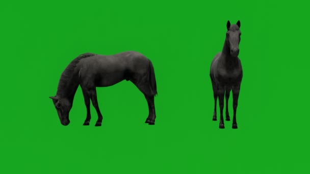 Черный Конь Зеленый Экран Различными Видами — стоковое видео