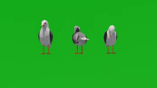 3Dカモメの緑の画面を見て回る3つの異なるビュー — ストック動画